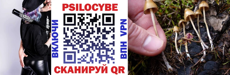 Галлюциногенные грибы Psilocybe  OMG сайт  Светлогорск 